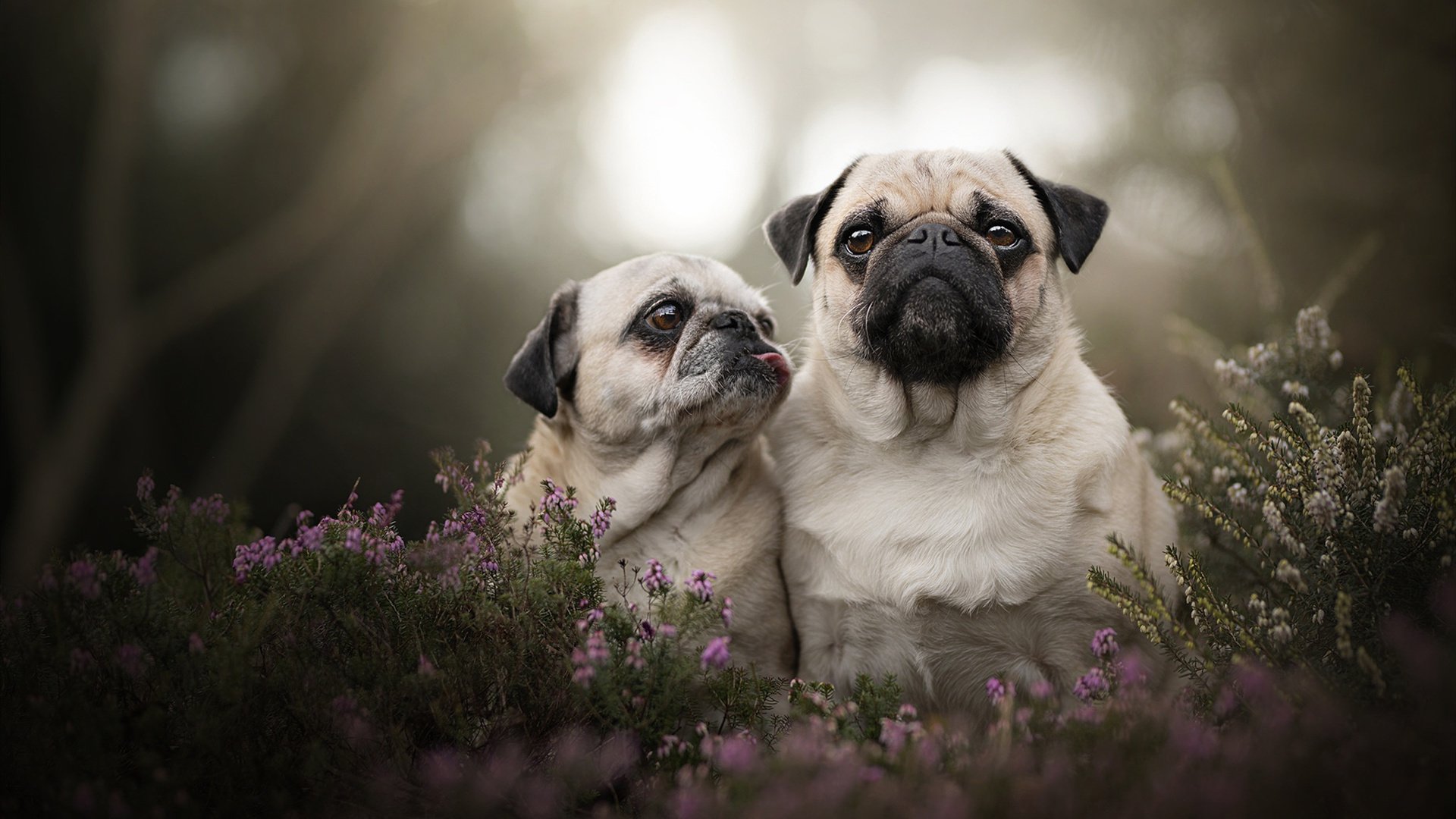 绝境之光,卡拉斯科一锤定音,哥伦比亚险胜加拿大背后的战术与英雄主义