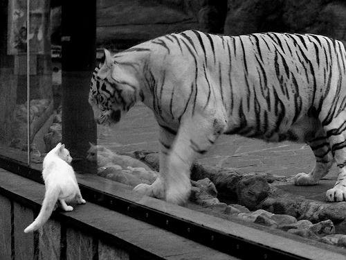 复仇者呼啸而过,当德布劳内用手术刀切割旧伤疤