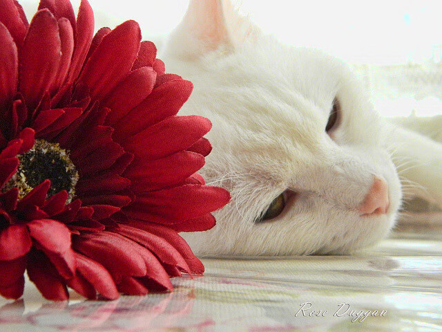 慈善赛盛宴,格纳布里生涯之夜助马里战胜爱尔兰