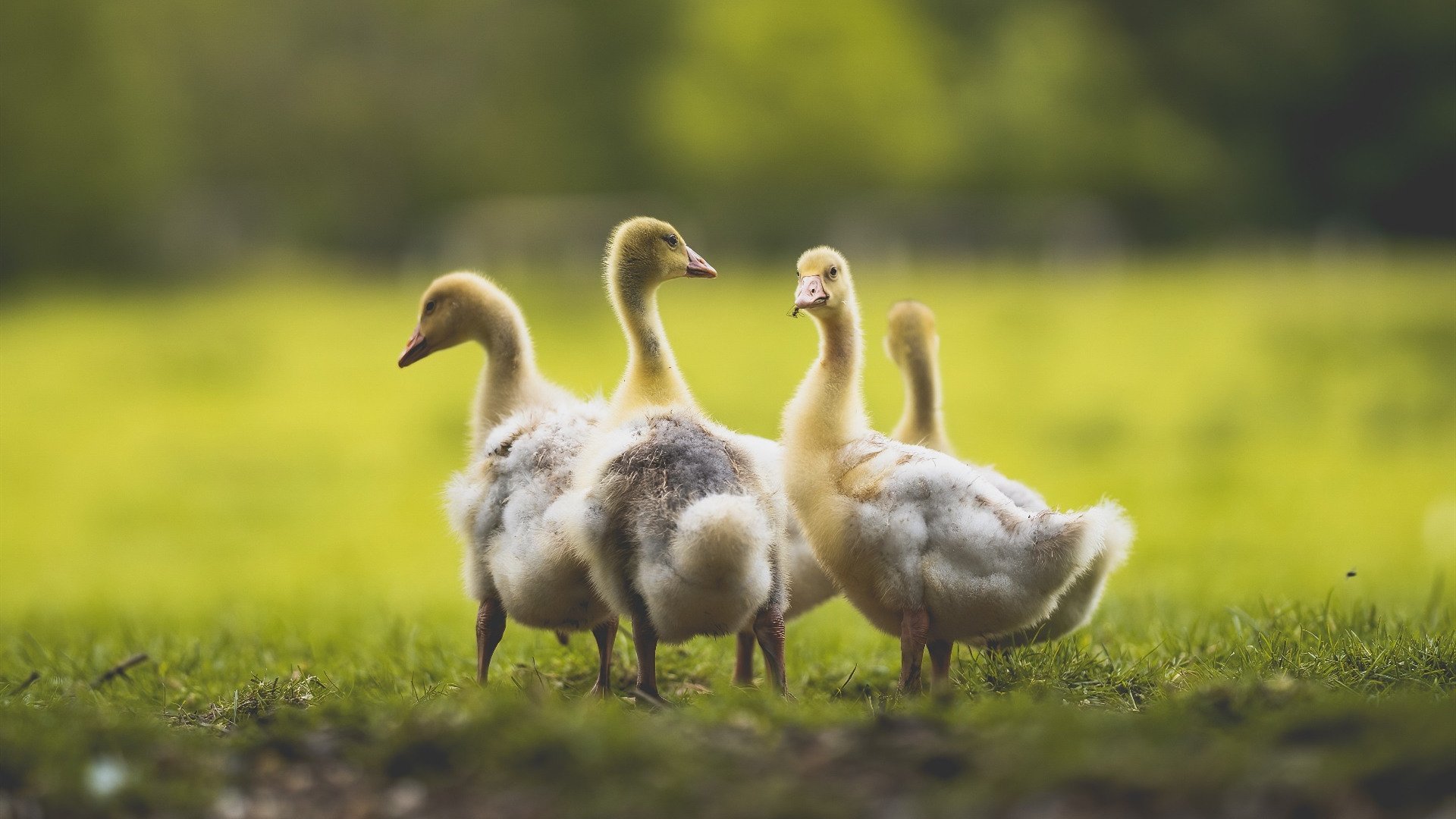 从悬崖边到奇迹之夜,若日尼奥如何用99次传球导演那不勒斯的史诗翻盘