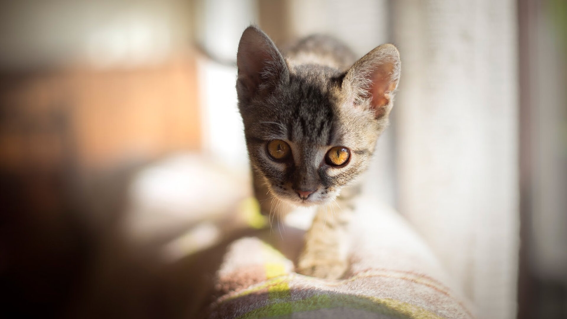 唯一性防守，戈麦斯在NBA总决赛之夜的封神之战