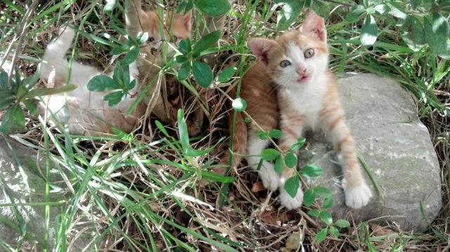黄金左翼完成救赎,哥伦比亚红潮淹没洪都拉斯