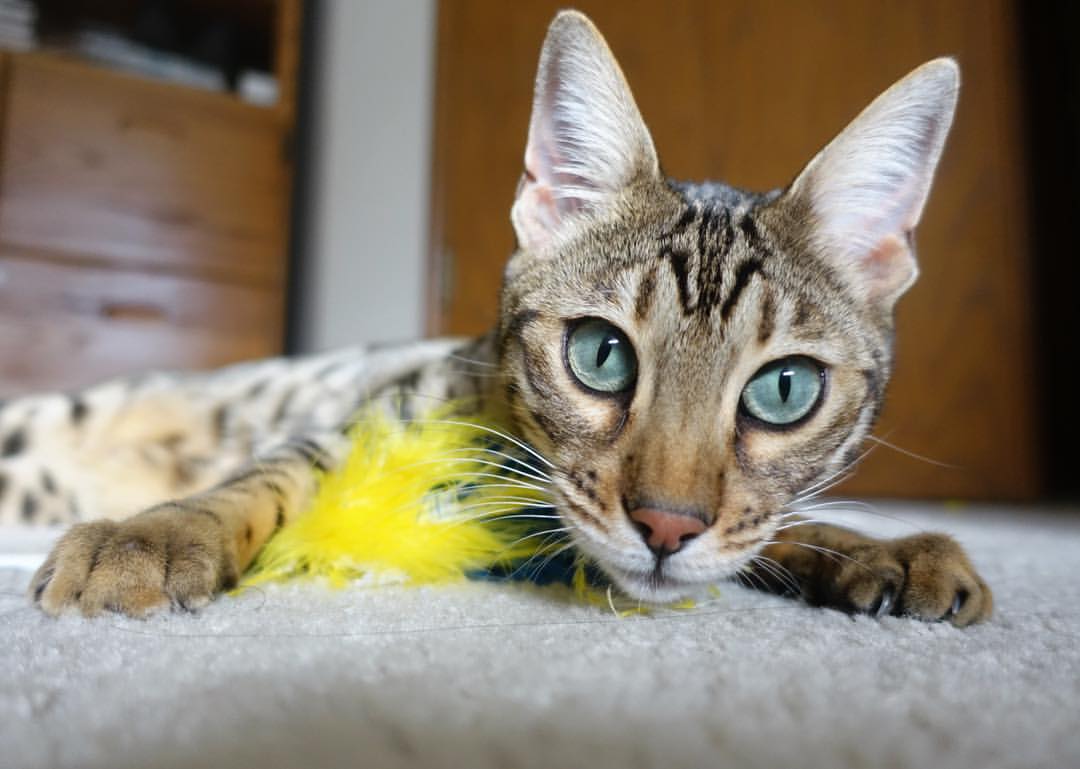 跨次元关键先生,字母哥降临助深圳斩落快船