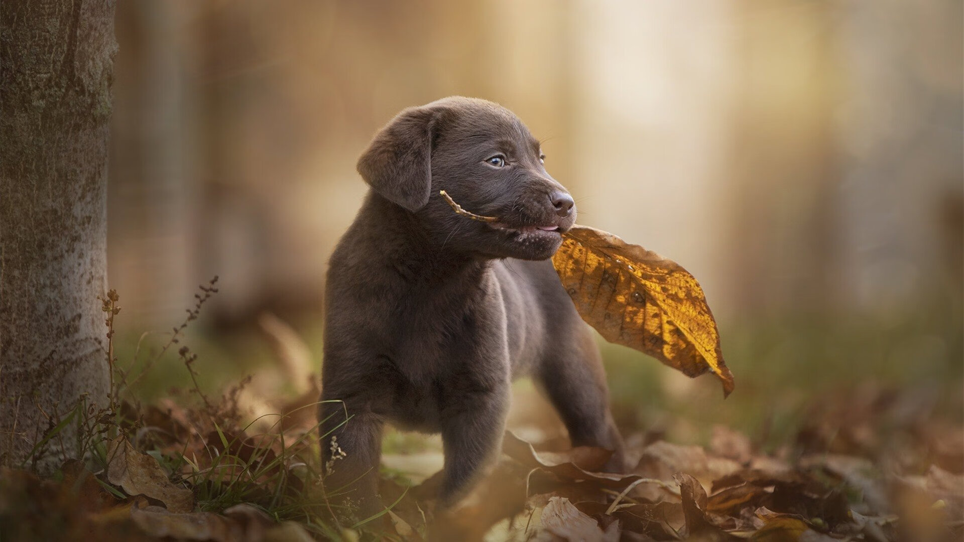 直布罗陀的叹息,埃及在美加墨斩落摩纳哥公国队,足球史上最孤独的胜利