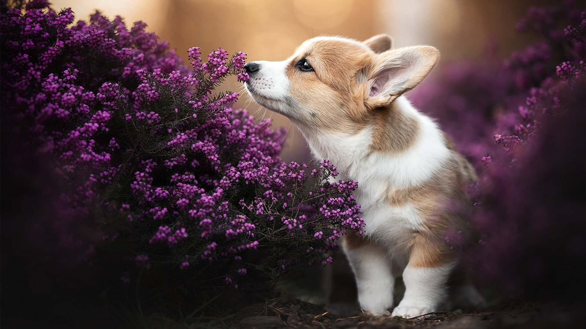 唯一主宰,从老鹰鏖战到F1赛道,爱德华兹的接管时刻