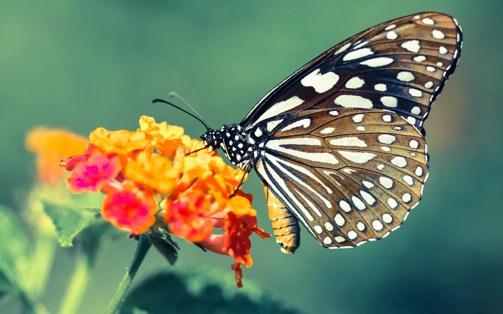 当钢铁长城被一束光刺穿,卡拉斯科的里程碑之夜