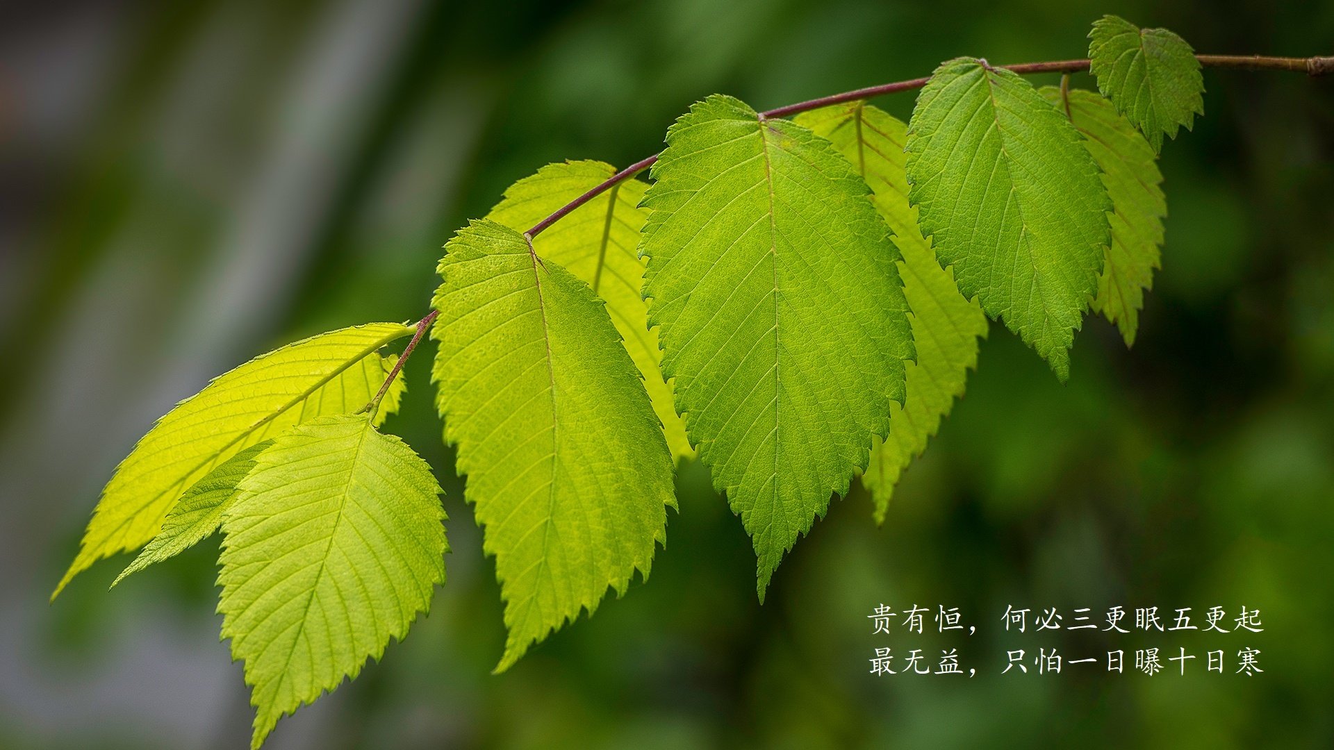 巴雷拉一剑封喉，澳大利亚力克伊拉克—2026世界杯上演最燃强强对话